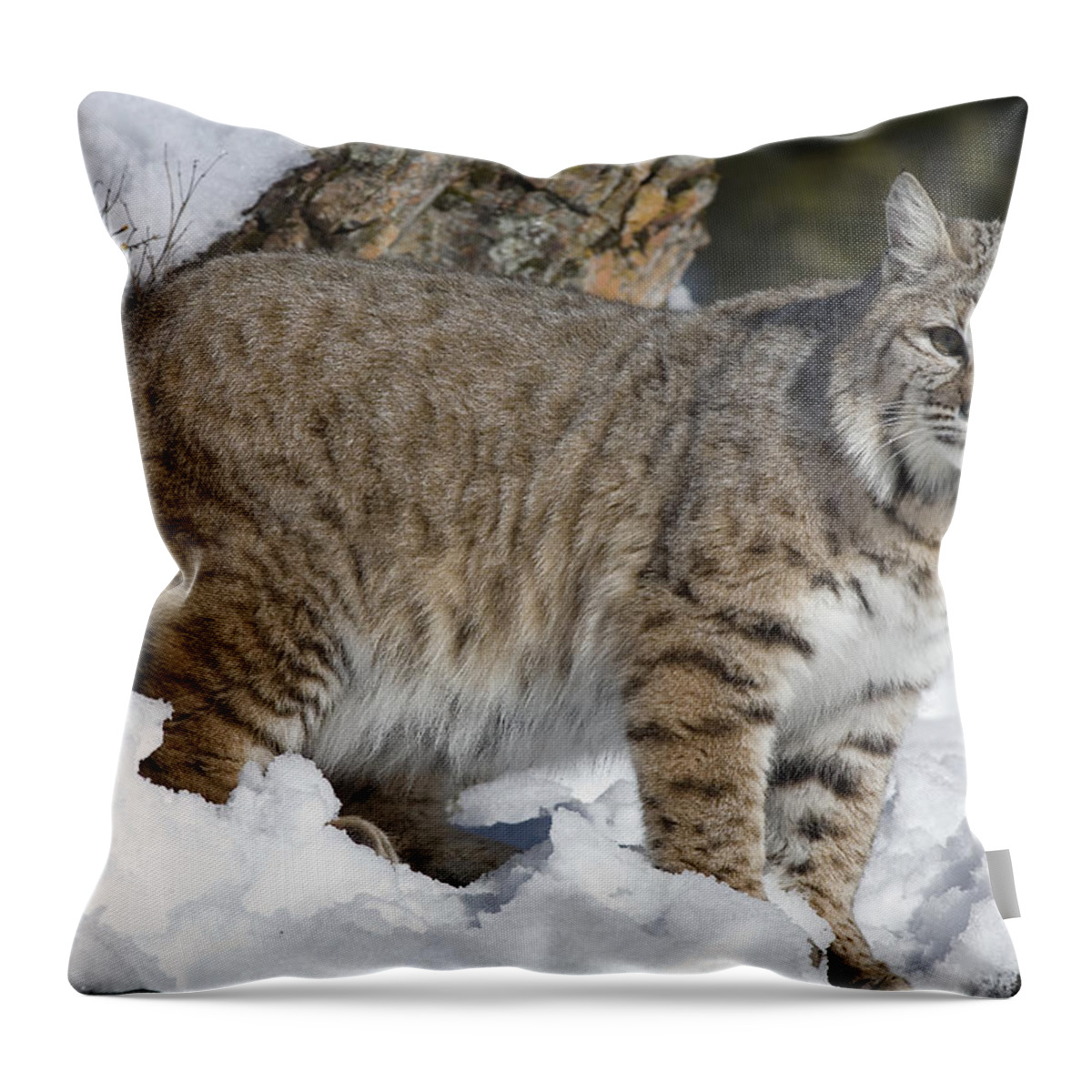 Mp Throw Pillow featuring the photograph Bobcat Lynx Rufus In The Snow by Matthias Breiter