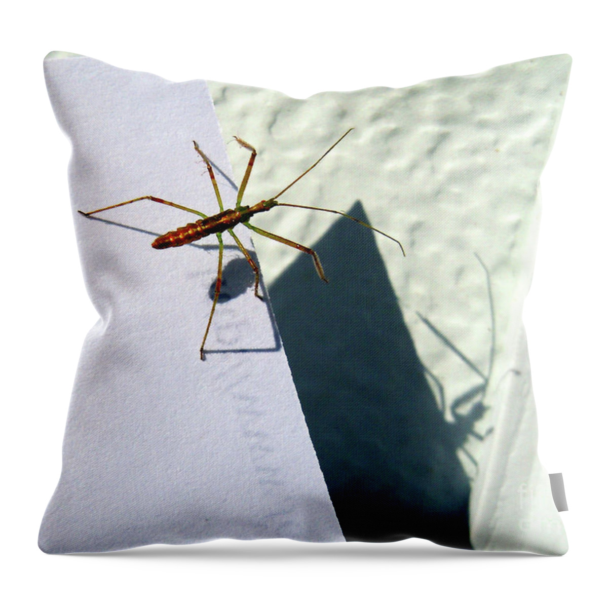 Bug Throw Pillow featuring the photograph Body Double by Joy Tudor