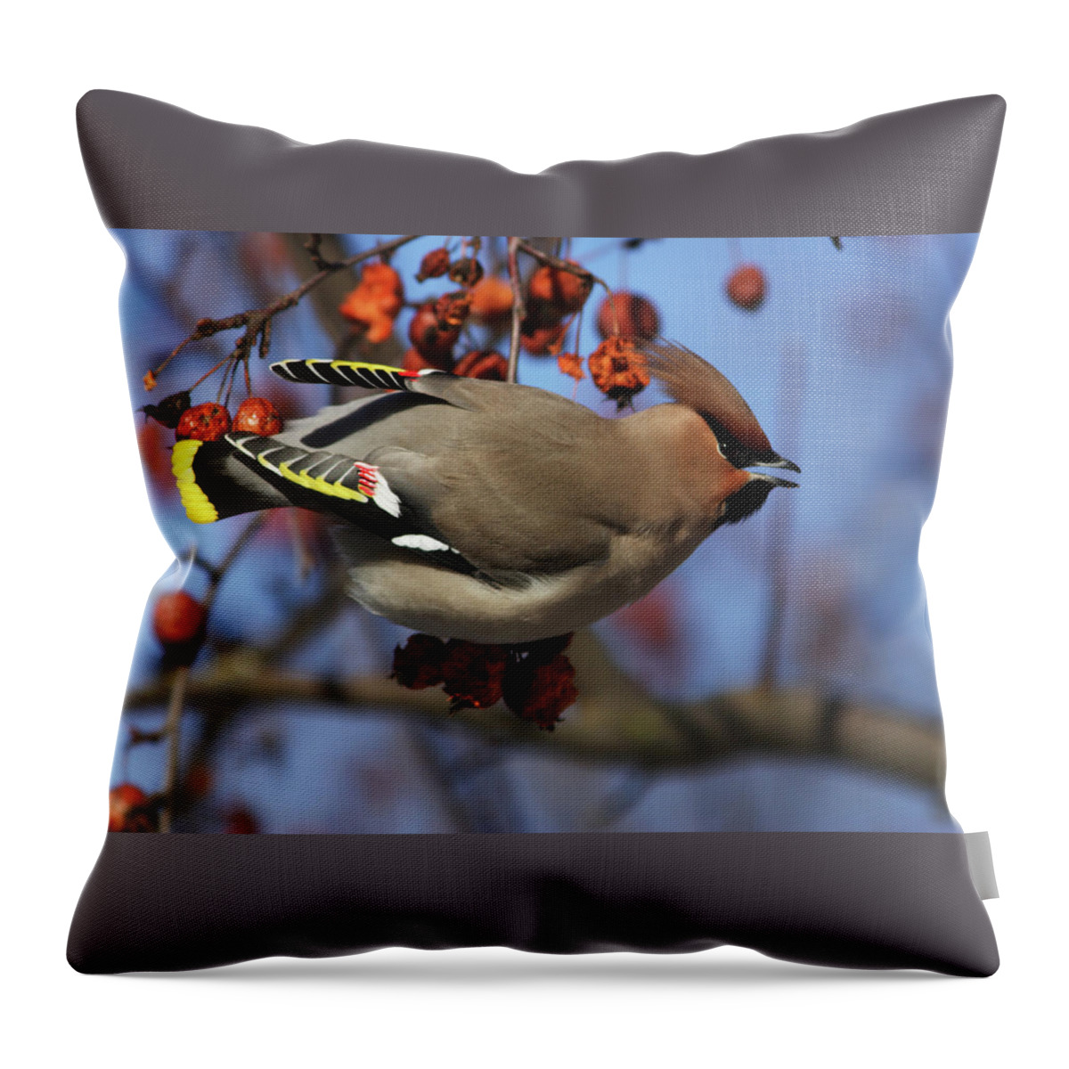 Bombycilla Garrulus Throw Pillow featuring the photograph Bohemian Waxwing in Paradise Apple Tree by Aivar Mikko
