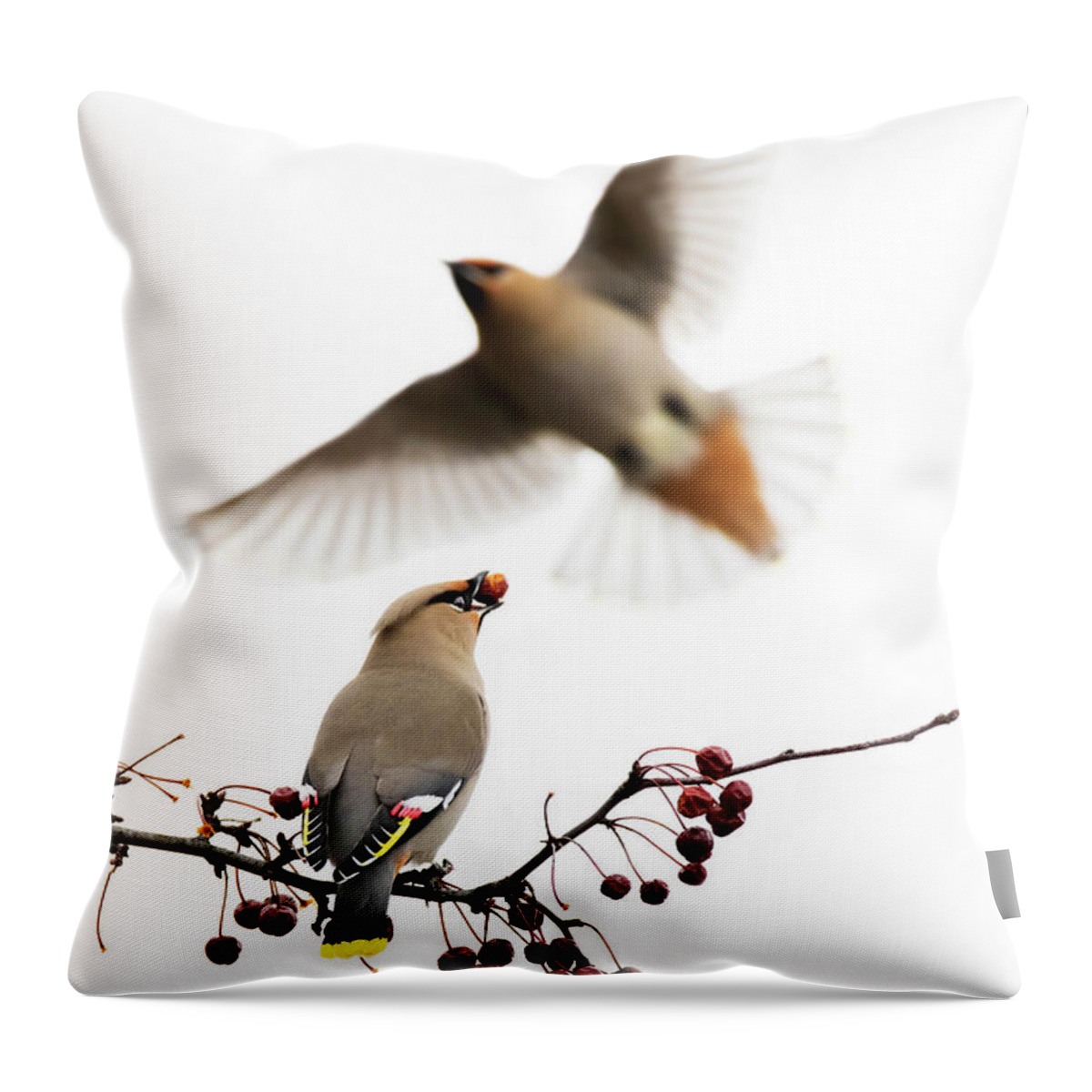 Bohemian Throw Pillow featuring the photograph Bohemian Waxwings by Mircea Costina Photography