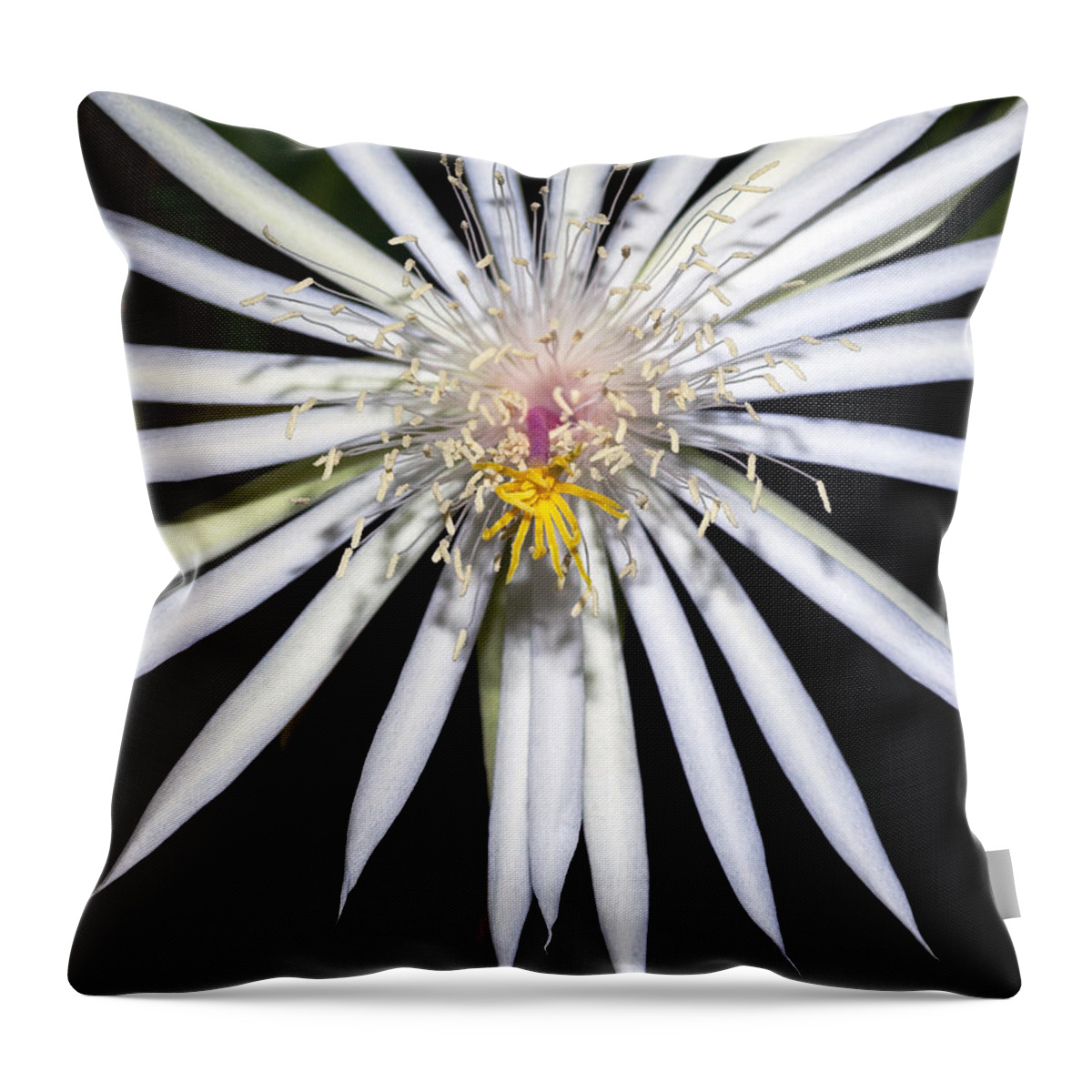 Cactus Flower Throw Pillow featuring the photograph Bold Cactus Flower by Kelley King