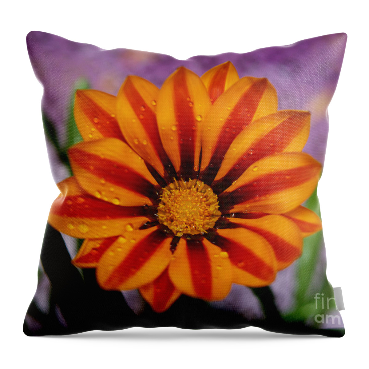 Flowers Throw Pillow featuring the photograph Bold Gazania Flower II by Dorothy Lee