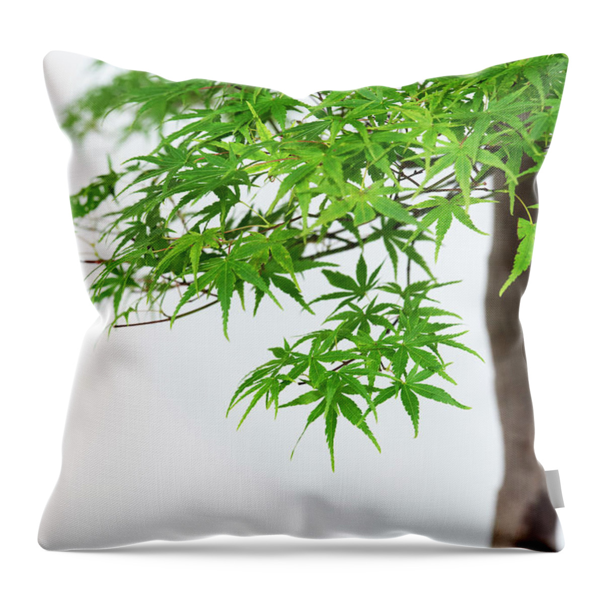 Acer Palmatum Throw Pillow featuring the photograph Bonsai Acer Tree by Tim Gainey