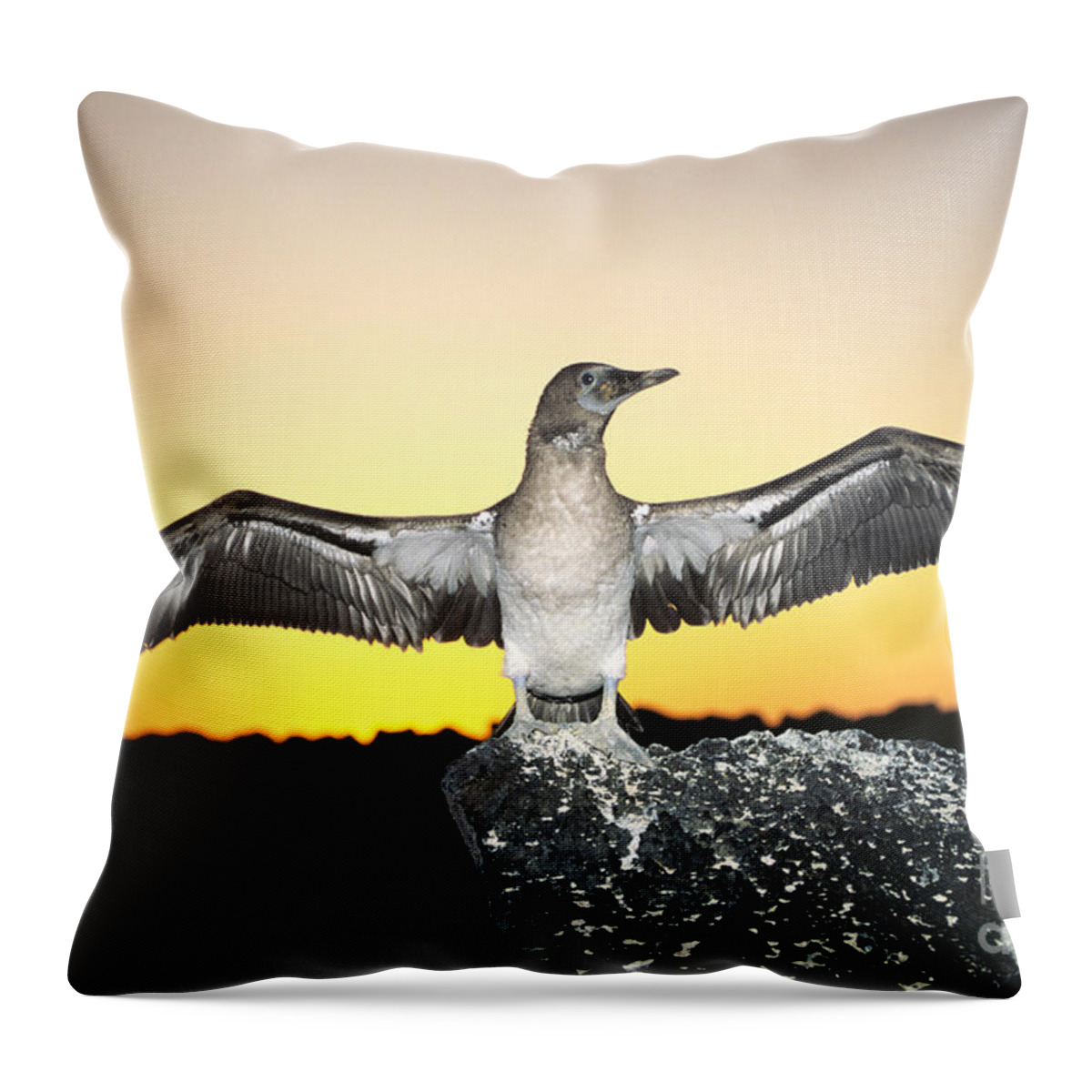 Animal Art Throw Pillow featuring the photograph Booby at Sunset by Dave Fleetham - Printscapes