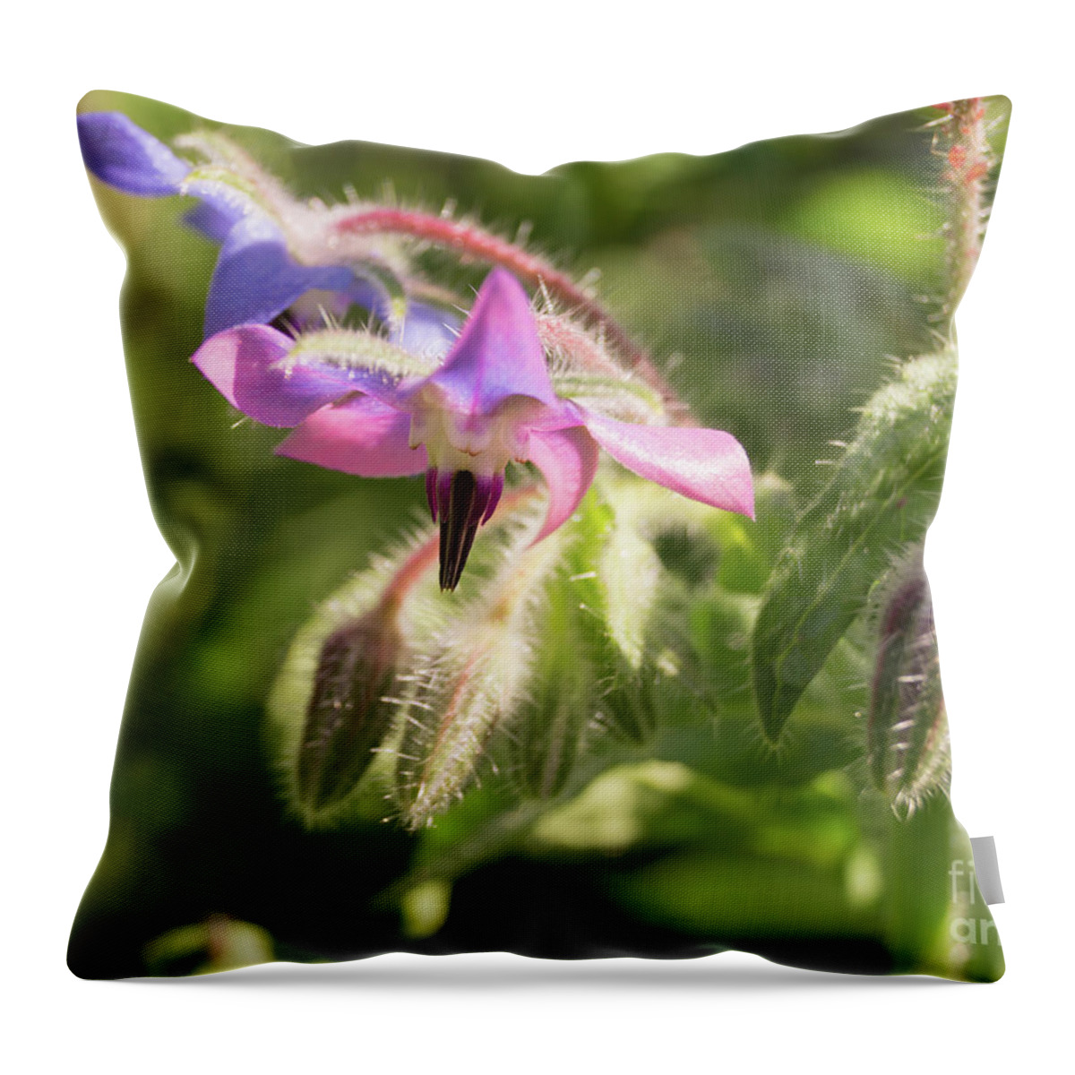 Borage Throw Pillow featuring the photograph Borage Flowers by MM Anderson