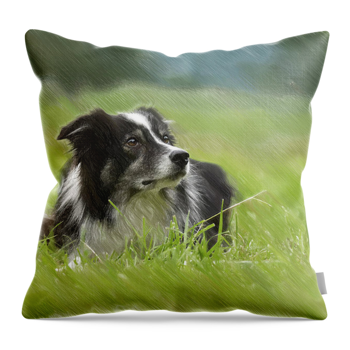 Portrait Throw Pillow featuring the drawing Border Collie - DWP2189332 by Dean Wittle