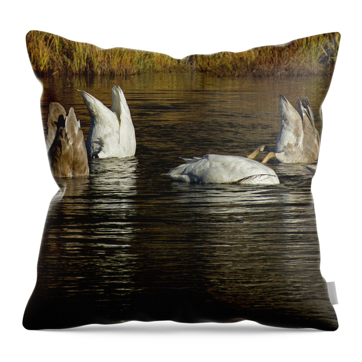 Swan Throw Pillow featuring the photograph Bottoms Up-Signed-#2313 by J L Woody Wooden