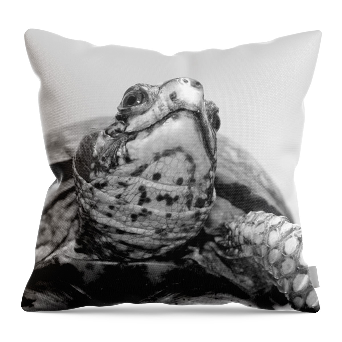 Box Turtle Throw Pillow featuring the photograph Boxy by Tammy Schneider