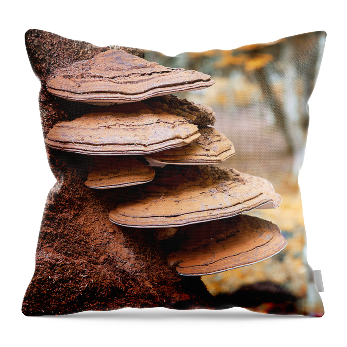 Fungus Throw Pillow featuring the photograph Bracket fungus on beech tree by Jane Rix