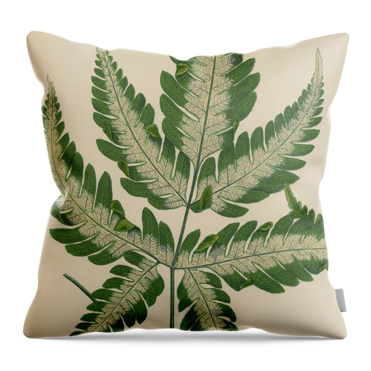 Fern Throw Pillow featuring the painting Brake Fern by English School