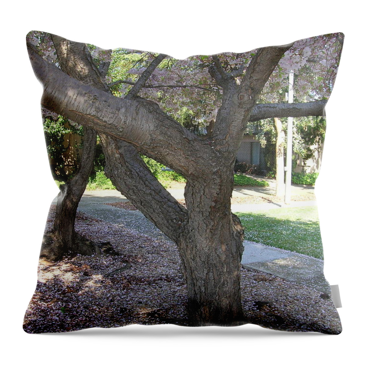 Cherry Tree Throw Pillow featuring the photograph Branches of the Cherry Tree by Carolyn Donnell