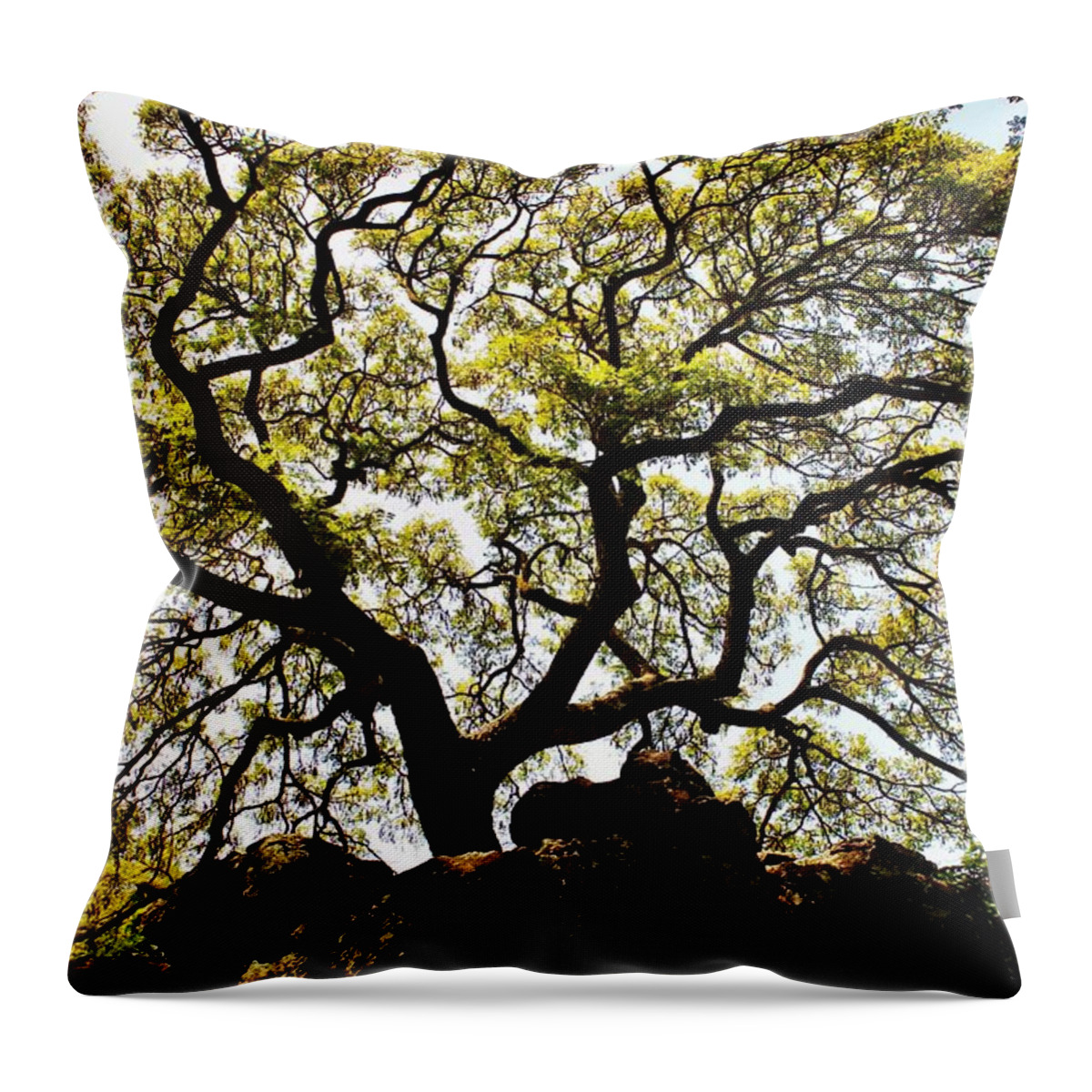 Tree Throw Pillow featuring the photograph Branching Out by Craig Wood