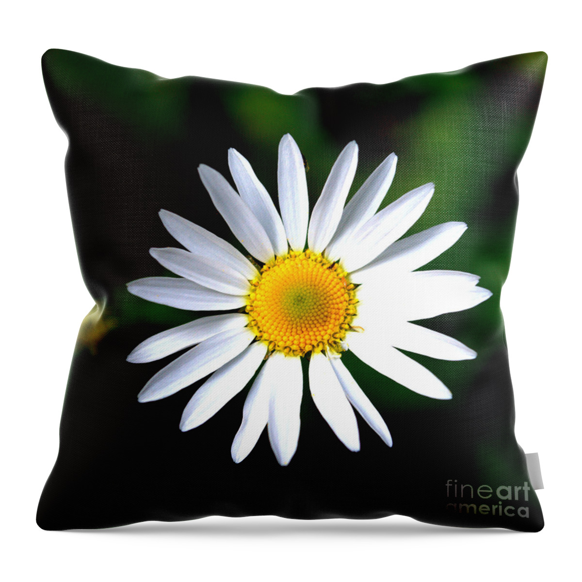 Daisy Throw Pillow featuring the photograph Bright Daisy by Anjanette Douglas