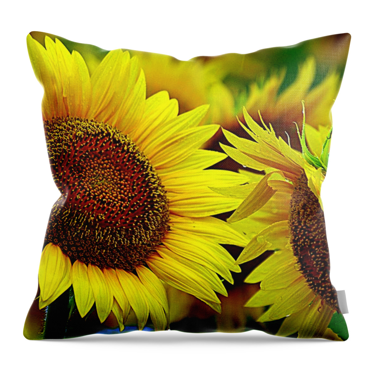 Golden Sunflowers Throw Pillow featuring the photograph Bright Days Ahead by Karen McKenzie McAdoo