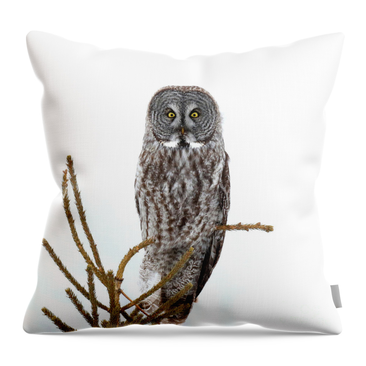 Oneness Throw Pillow featuring the photograph Bright eyed and bushy tailed by Heather King