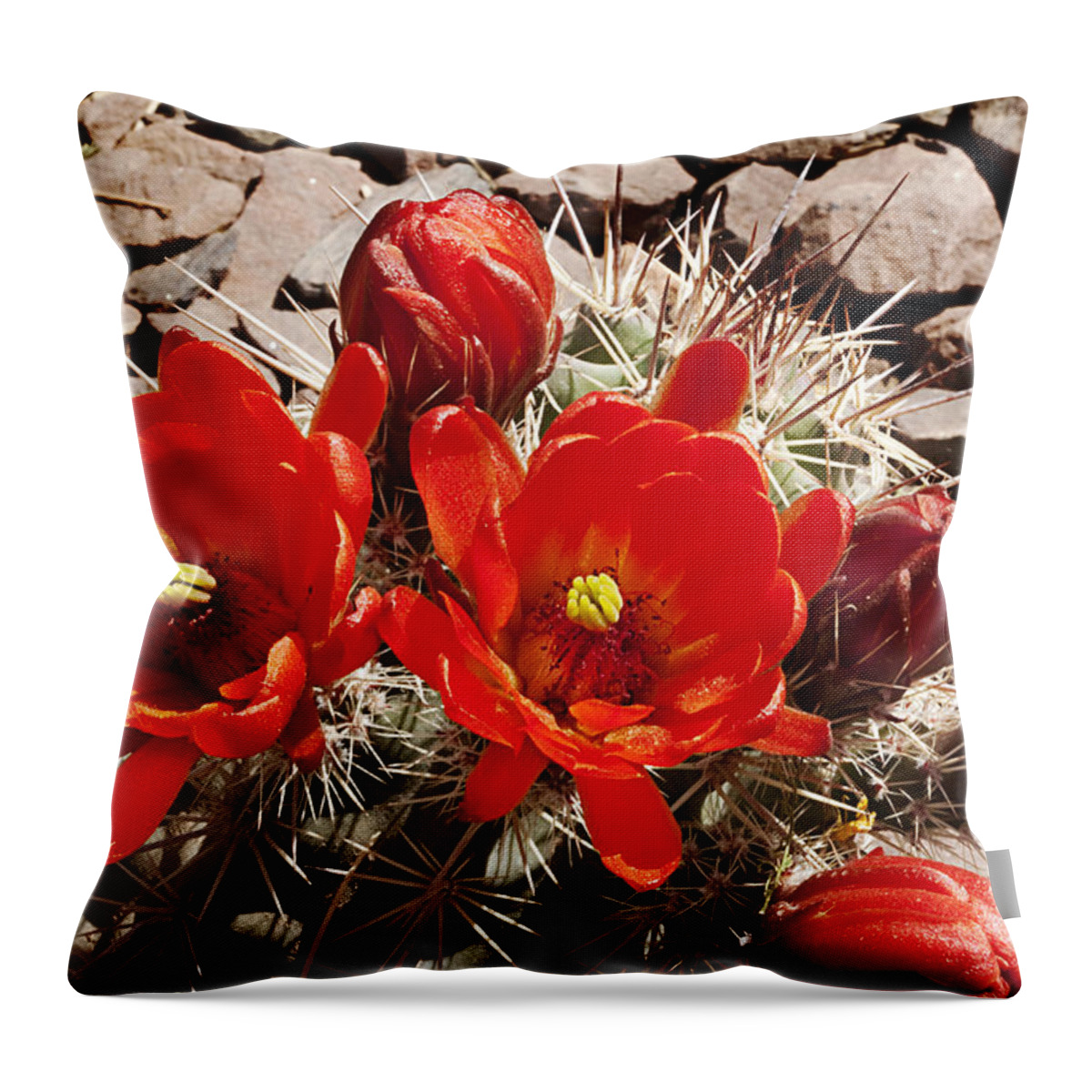 Blossoms Throw Pillow featuring the photograph Bright Orange Cactus Blossoms by Phyllis Denton
