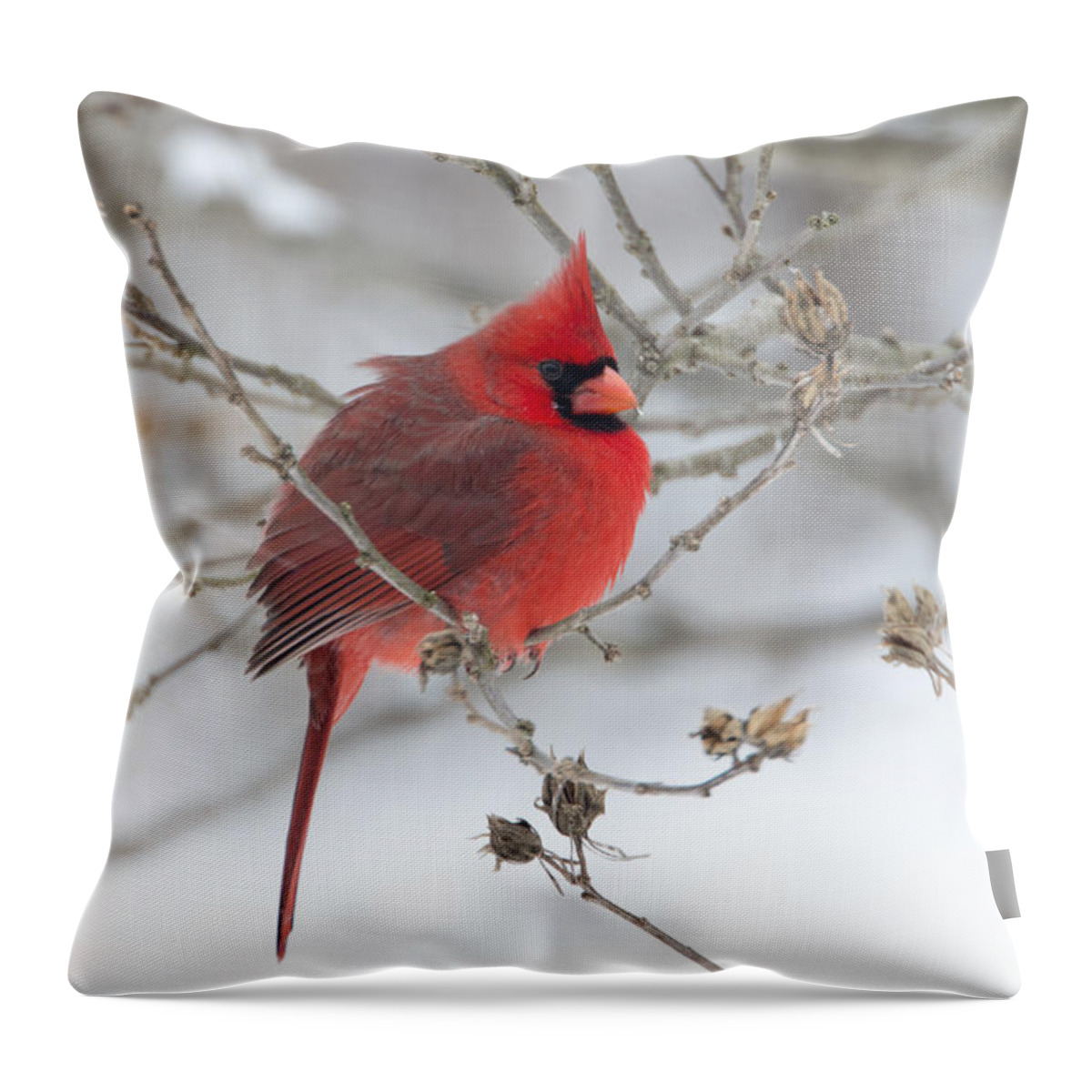 Eastern Cardinal. Cardinal Throw Pillow featuring the photograph Bright Splash of Red on a Snowy Day by Skip Tribby