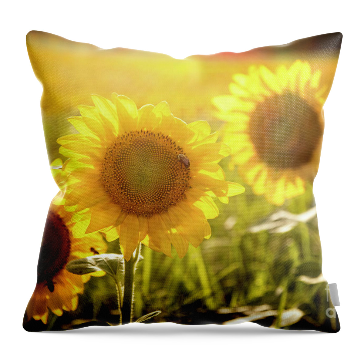 Sunflowers Throw Pillow featuring the photograph Bright Sunflower Trio by Eleanor Abramson