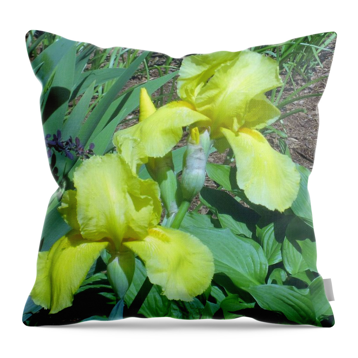 Yellow Irish Throw Pillow featuring the photograph Bright Yellow by Paul Meinerth