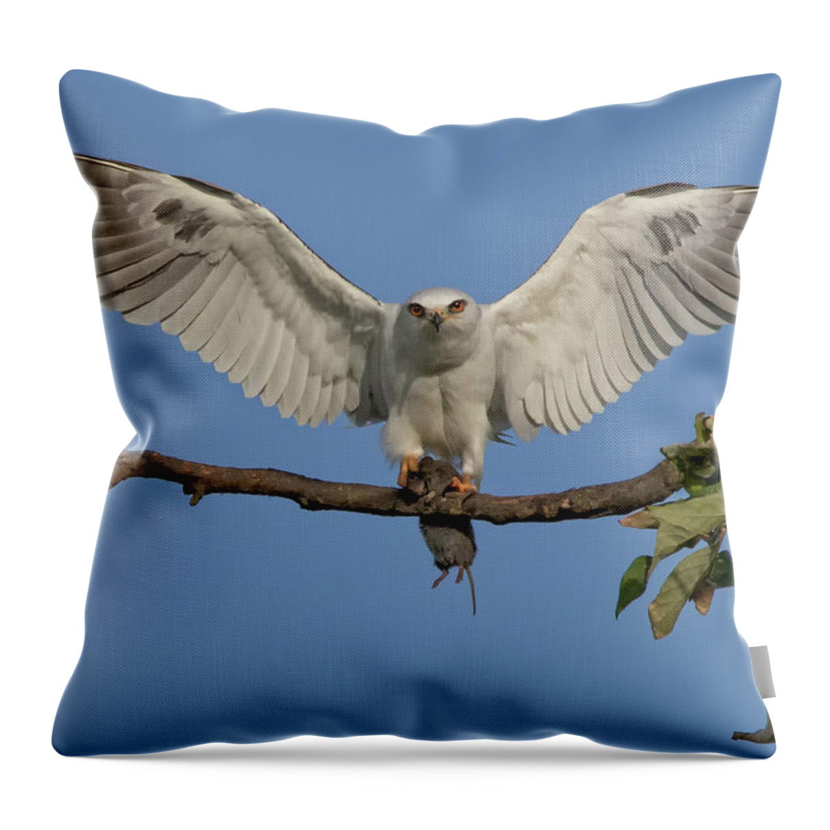 White Tailed Kite Throw Pillow featuring the photograph Bringing Dinner by Beth Sargent