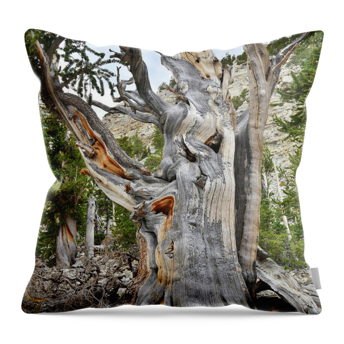 Great Basin National Park Throw Pillow featuring the photograph Bristlecone Loop Trail Tree by Ray Mathis