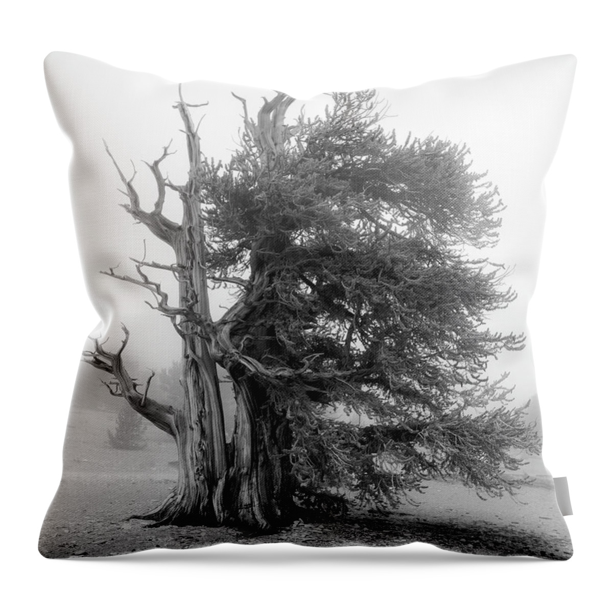 Bristlecone Throw Pillow featuring the photograph Bristlecone Mist by Dusty Wynne