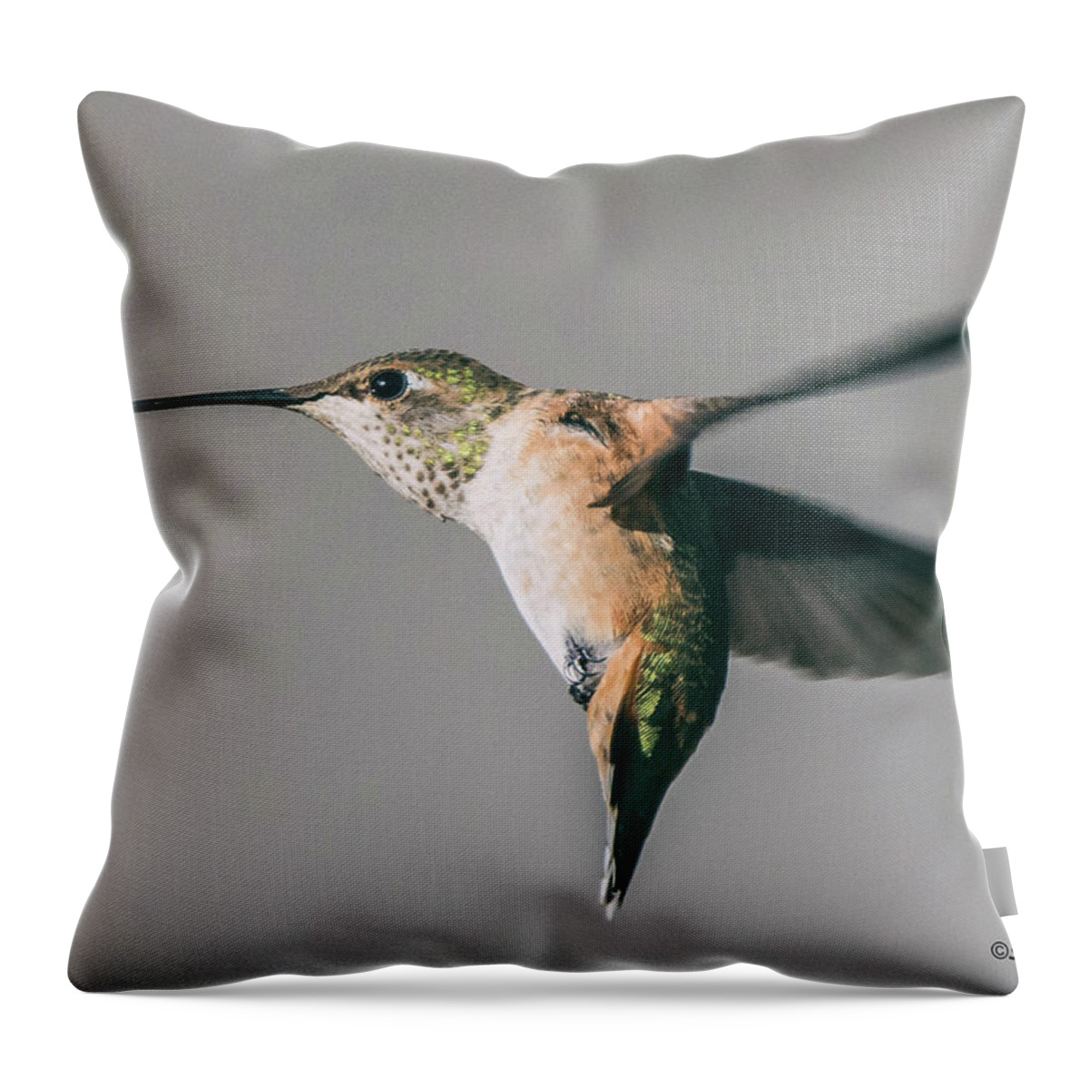 Hummingbird Throw Pillow featuring the photograph Broad-tailed Hummingbird Approaching Feeder by Stephen Johnson