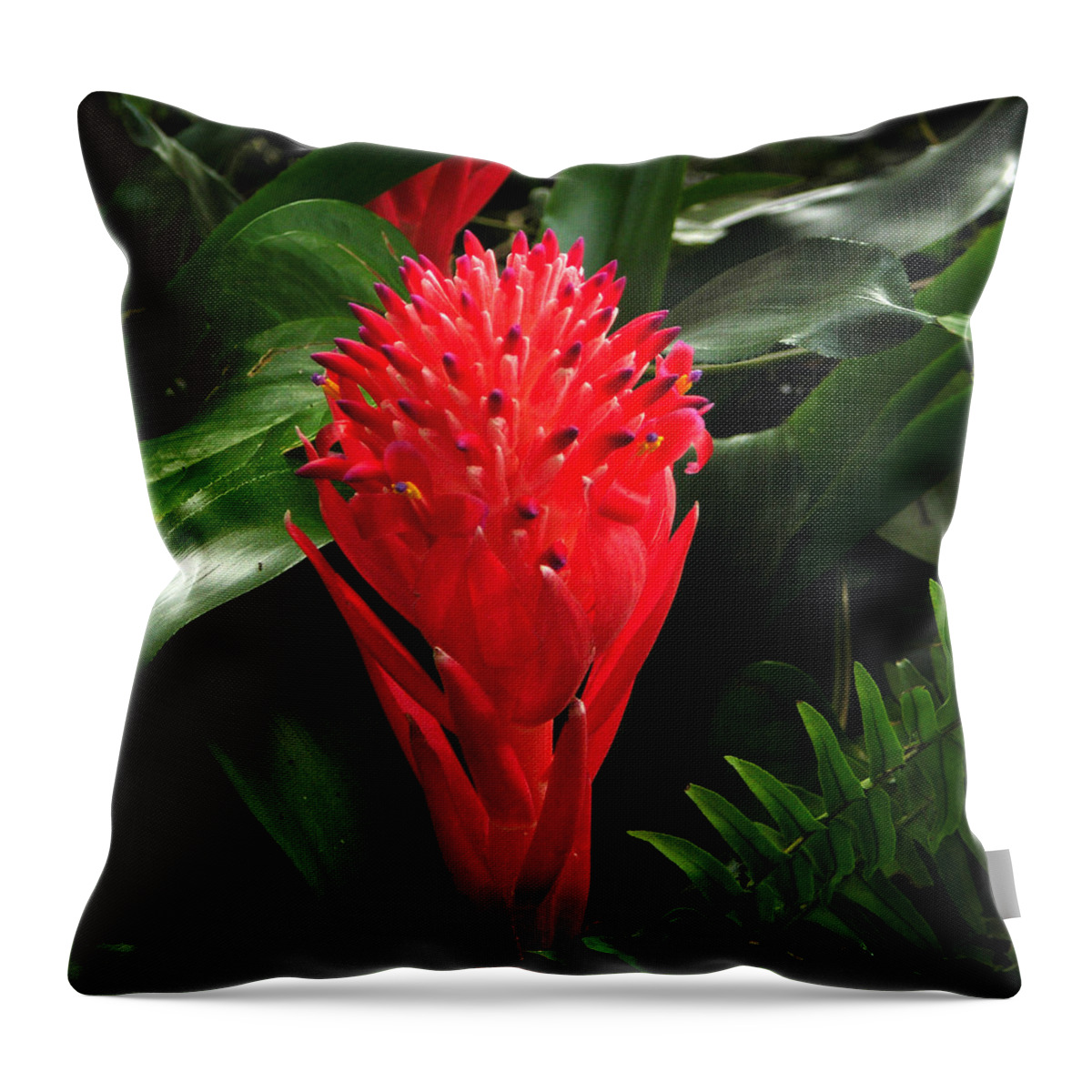 Bromeliad Throw Pillow featuring the photograph Bromeliad 9-18-15 by Julianne Felton