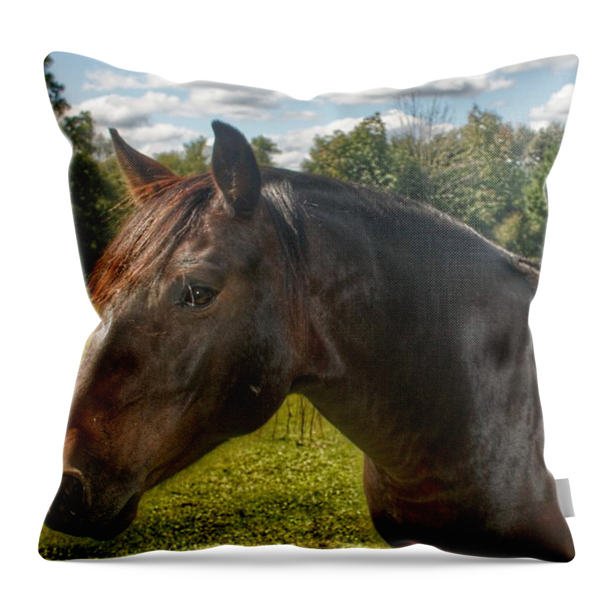 Horse Throw Pillow featuring the photograph 1001 - Brown Beauty I by Sheryl L Sutter