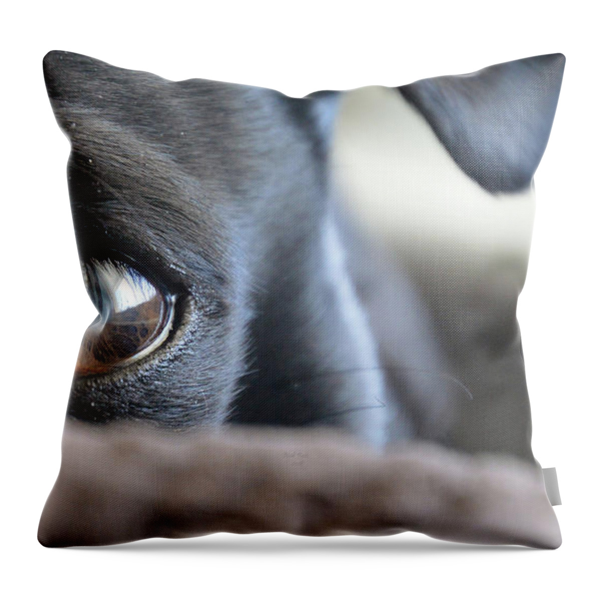 Dog Throw Pillow featuring the mixed media Brown Eyed Boy by Trish Tritz