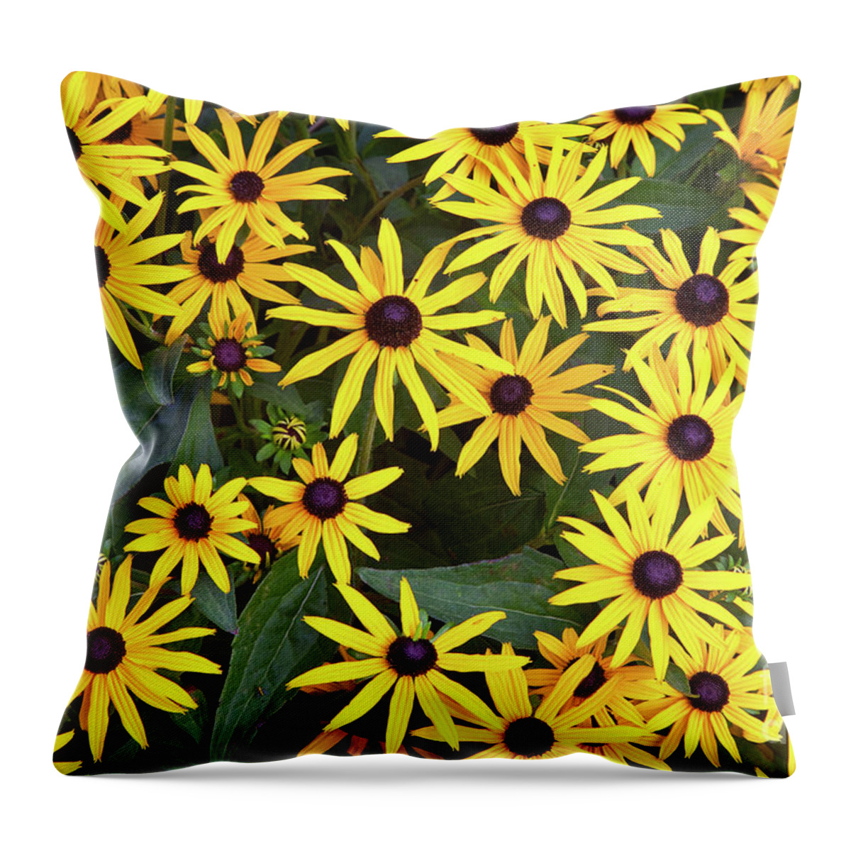 Big Dig Throw Pillow featuring the photograph Brown Eyes on the Greenway by Susan Cole Kelly