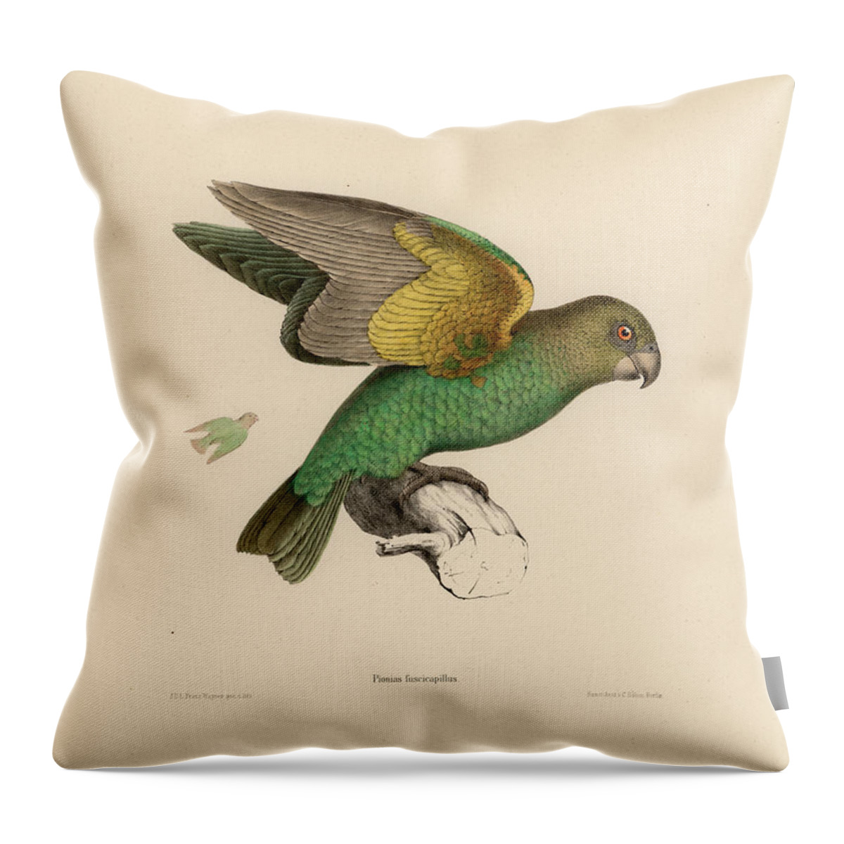 Brown-headed Parrot Throw Pillow featuring the drawing Brown-headed Parrot, Piocephalus cryptoxanthus by J D L Franz Wagner