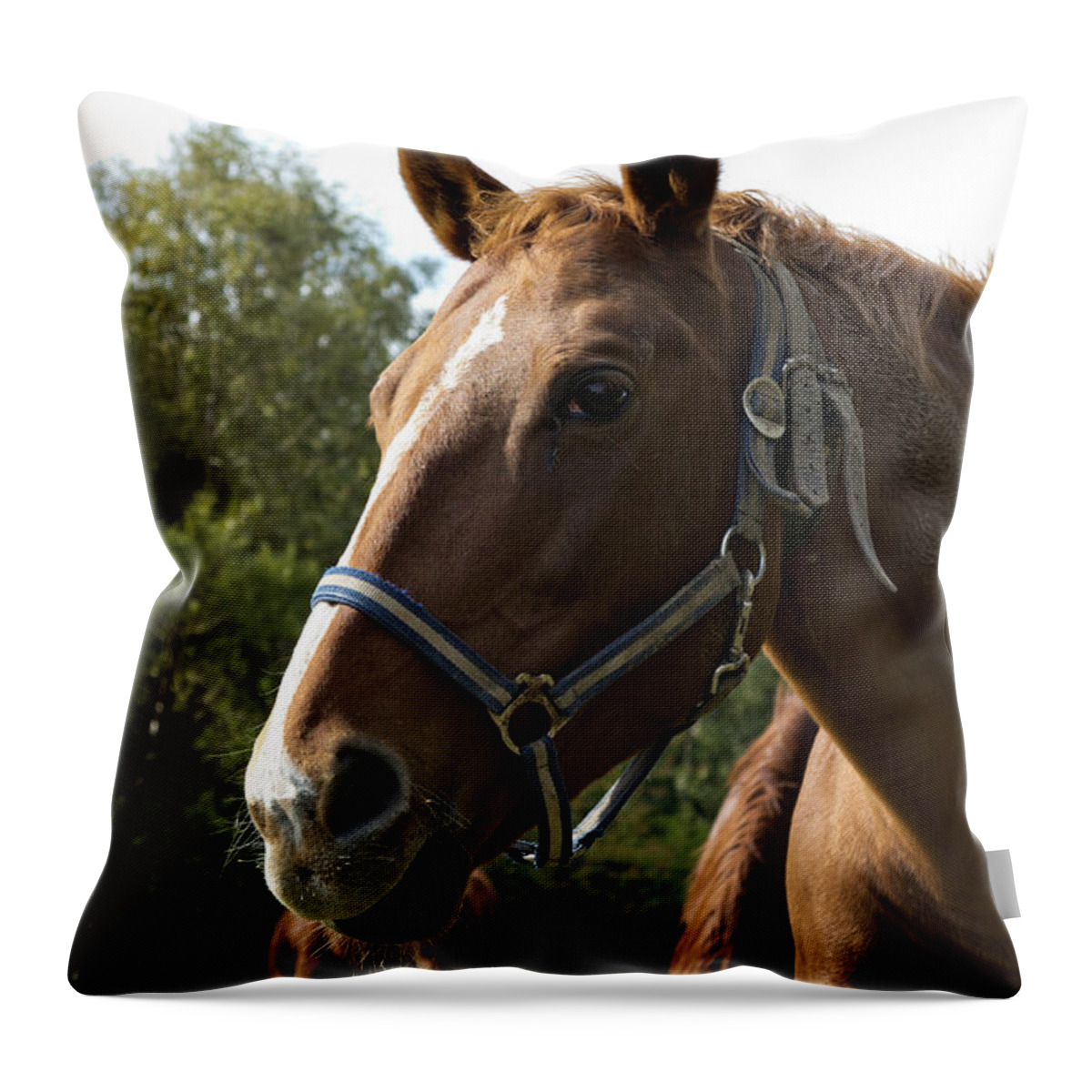 Horse Throw Pillow featuring the photograph Brown Horse - Detail of Head by Michal Boubin