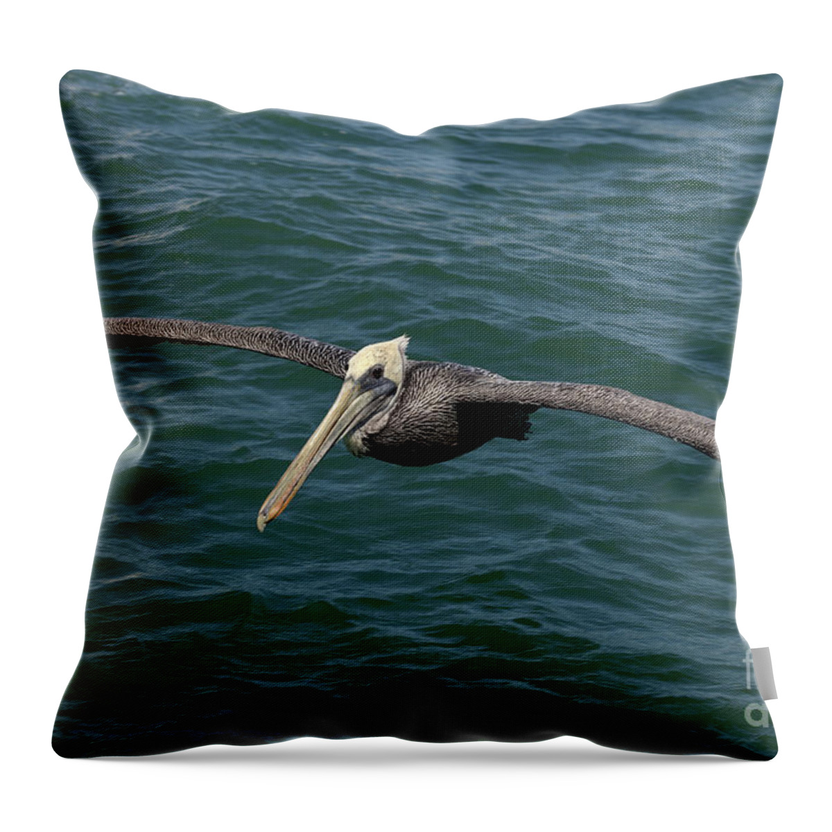 Animal Throw Pillow featuring the photograph Brown Pelican- Pelecanus occidentalis by Anthony Totah