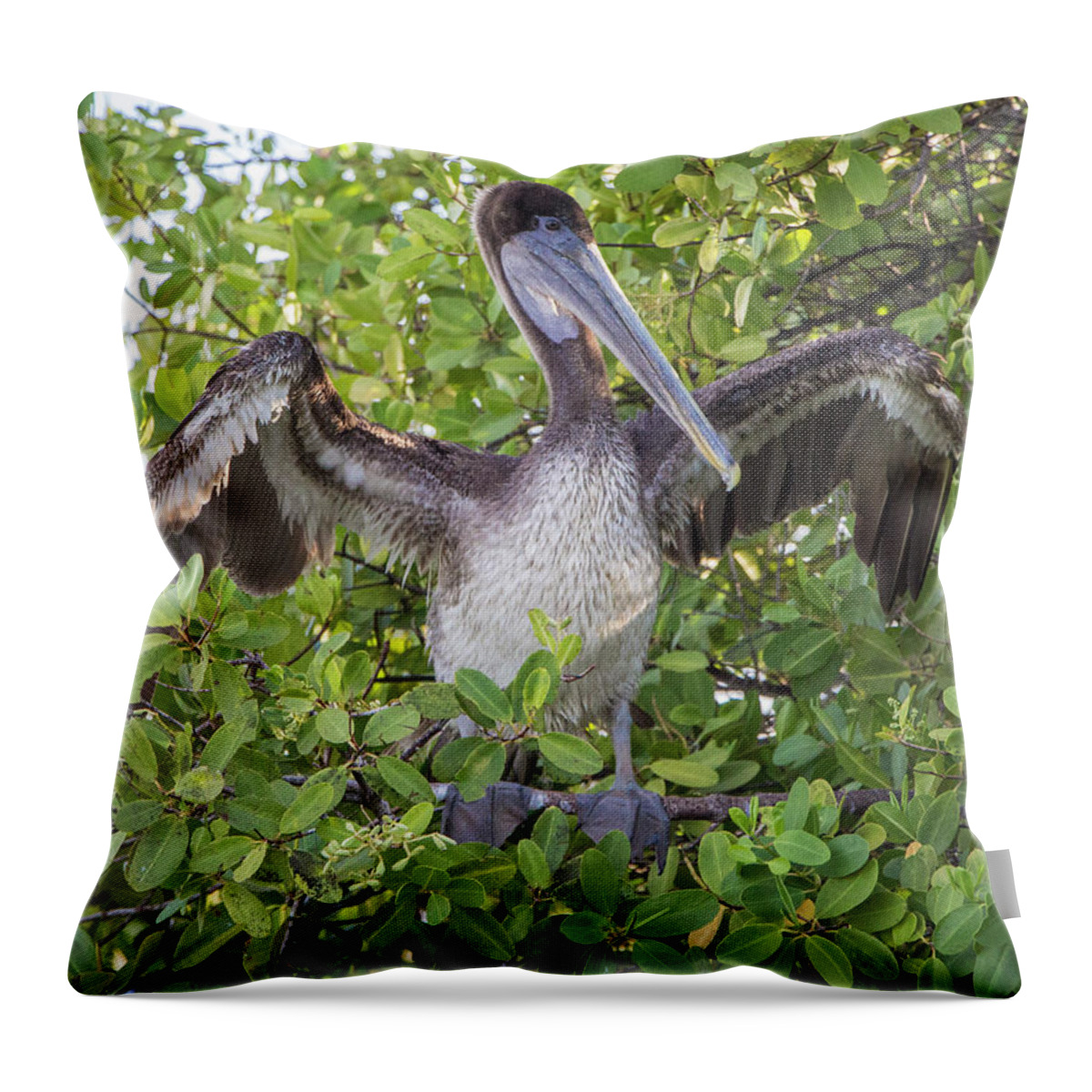 Birds Throw Pillow featuring the photograph Brown Pelican, Santa Cruz, Galapagos by Venetia Featherstone-Witty