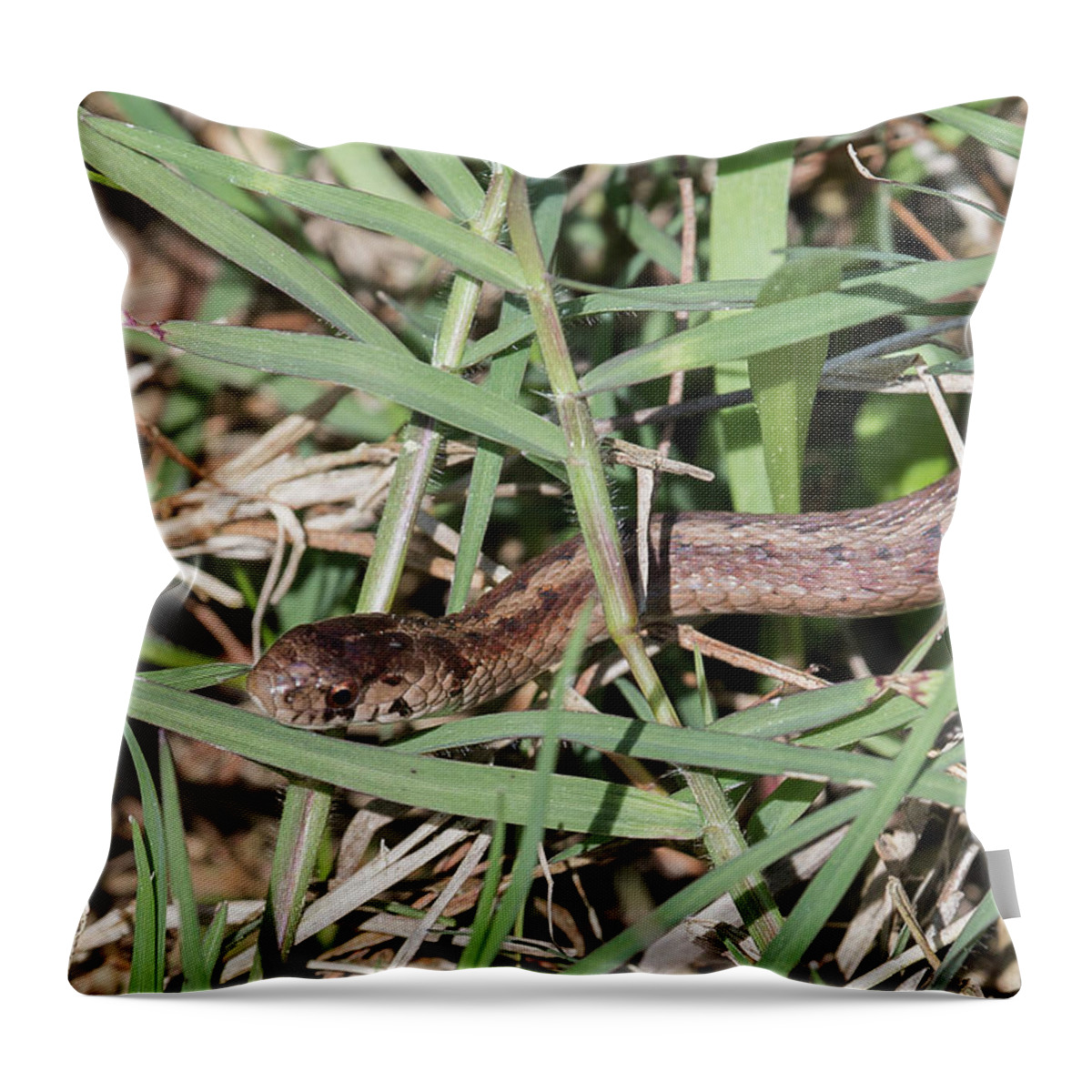 Ronnie Maum Throw Pillow featuring the photograph Brown Snake by Ronnie Maum