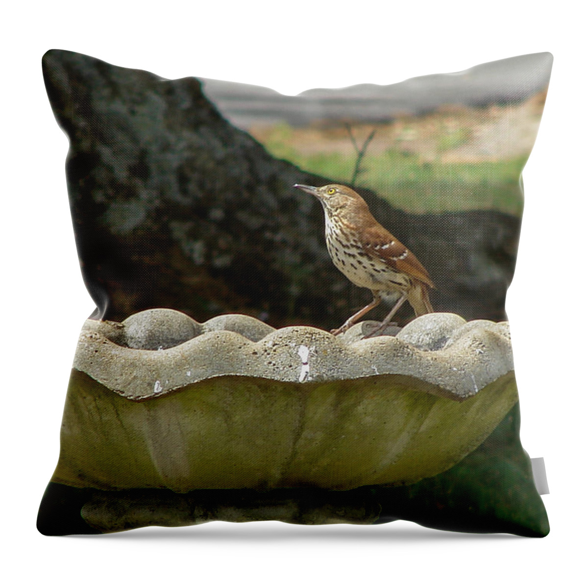 Bird Throw Pillow featuring the photograph Brown Thrasher Bath by Carl Moore