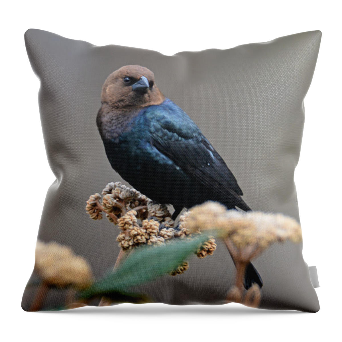 Bird Throw Pillow featuring the photograph Brownheaded Cow Bird by Kathy Russell