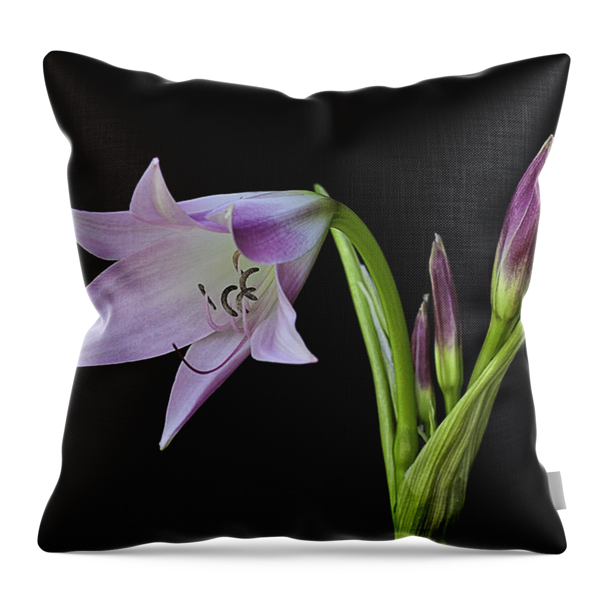 Pink Floyd Throw Pillow featuring the photograph Budding Lily by Ken Barrett