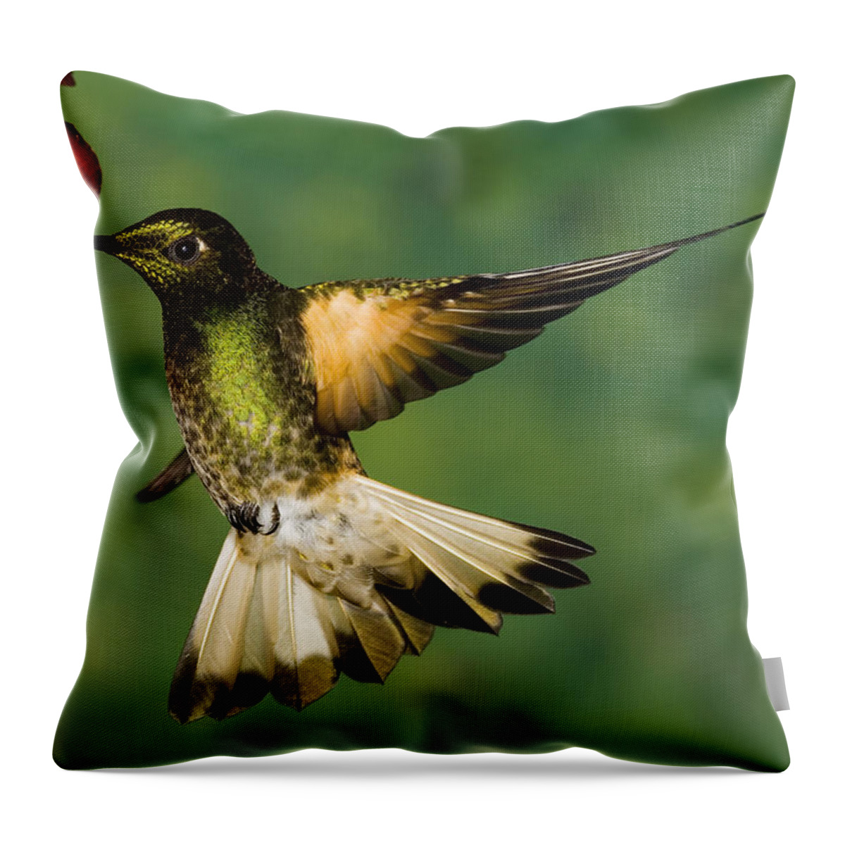 00221359 Throw Pillow featuring the photograph Buff-tailed Coronet Feeding by Tom Vezo