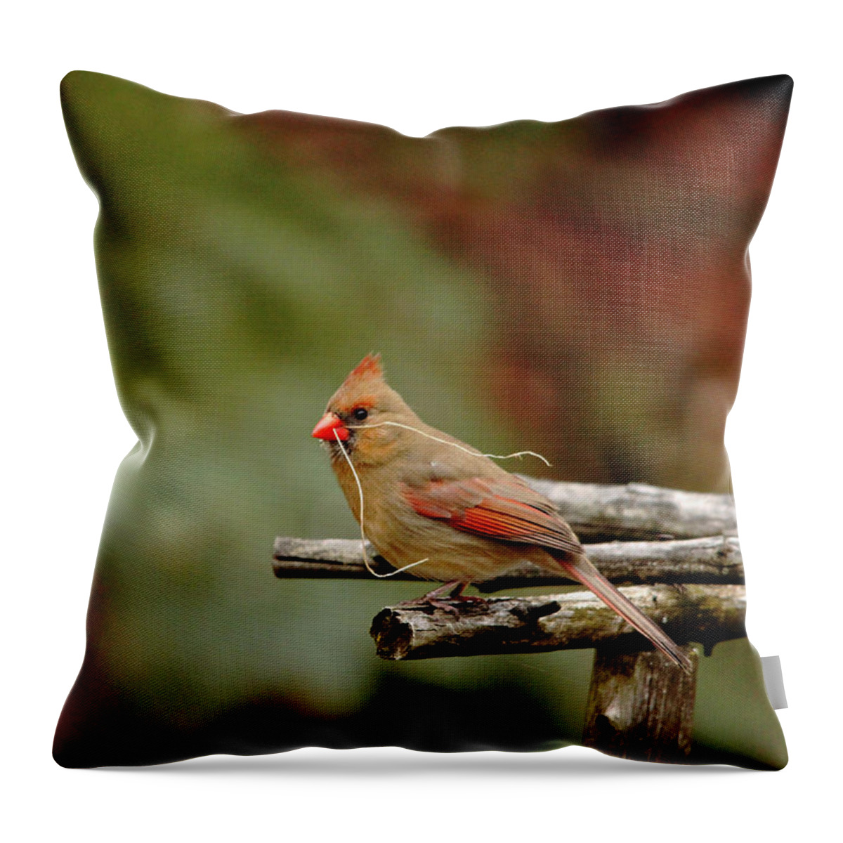 Northern Red Cardinal Throw Pillow featuring the photograph Building A Home by Debbie Oppermann