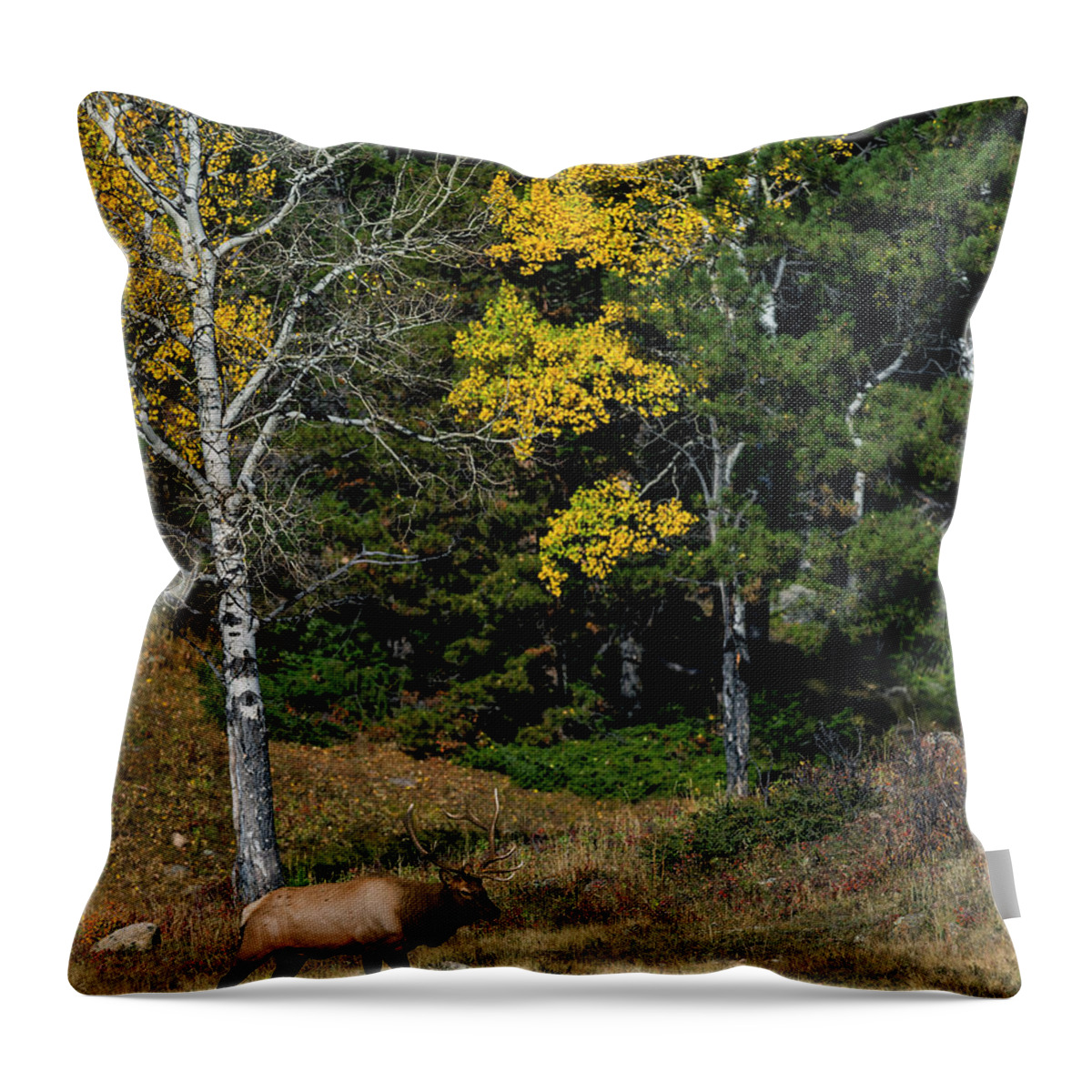 Bull Elk Throw Pillow featuring the photograph Bull Elk and Fall Colors by Gary Langley