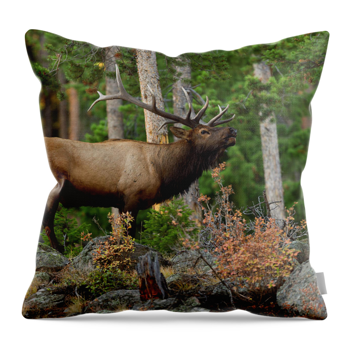 Bull Elk Throw Pillow featuring the photograph Bull Elk in the Fall Rut by Gary Langley