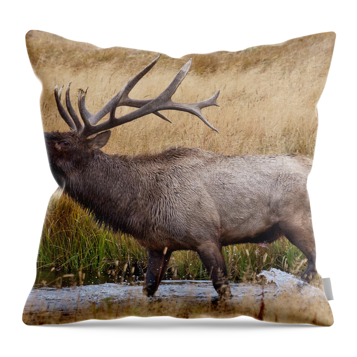 Elk Throw Pillow featuring the photograph Bull Elk in Yellowstone by Wesley Aston