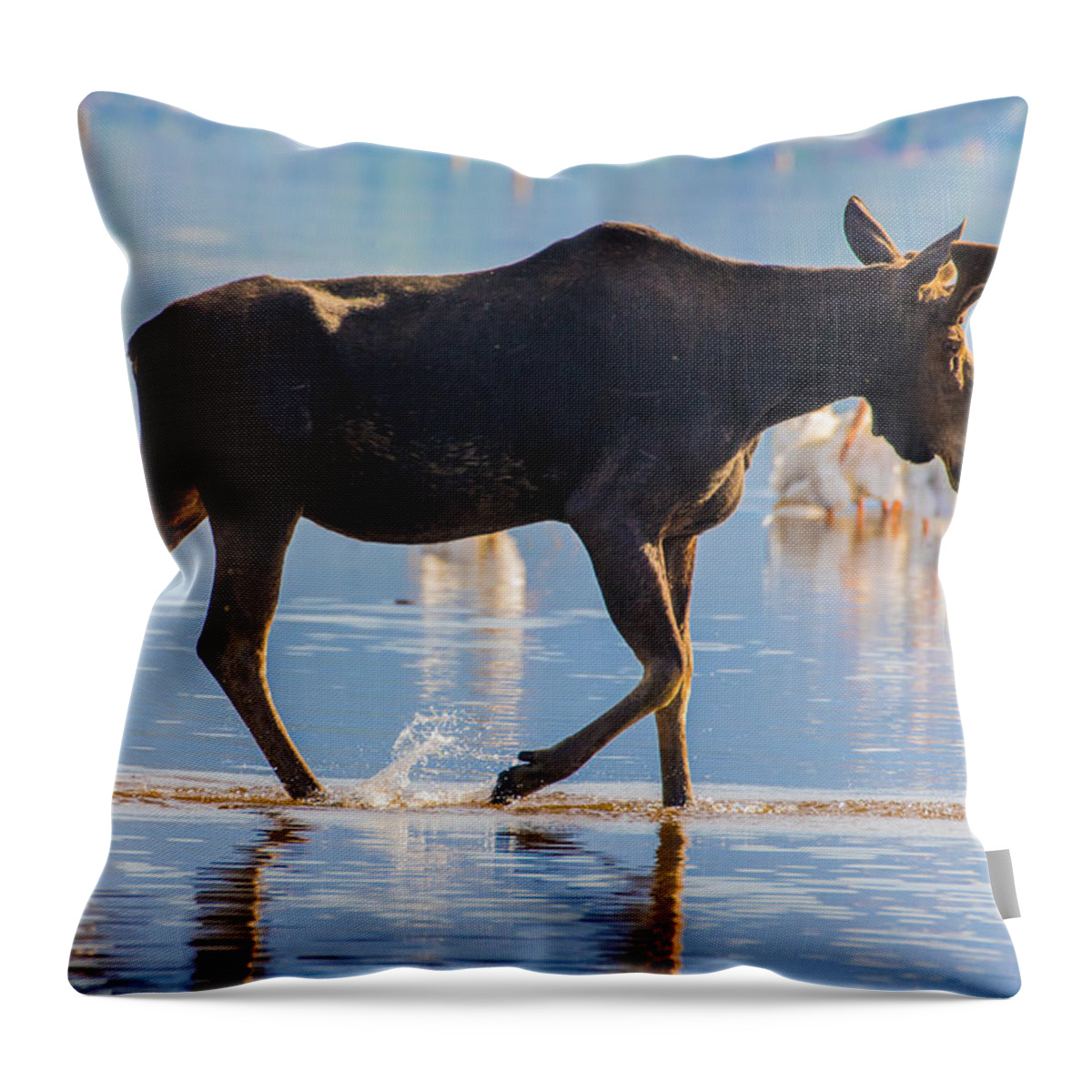 Bull Throw Pillow featuring the photograph Bull Moose and Pelicans on Shadow Mountain Reservoir by Mindy Musick King