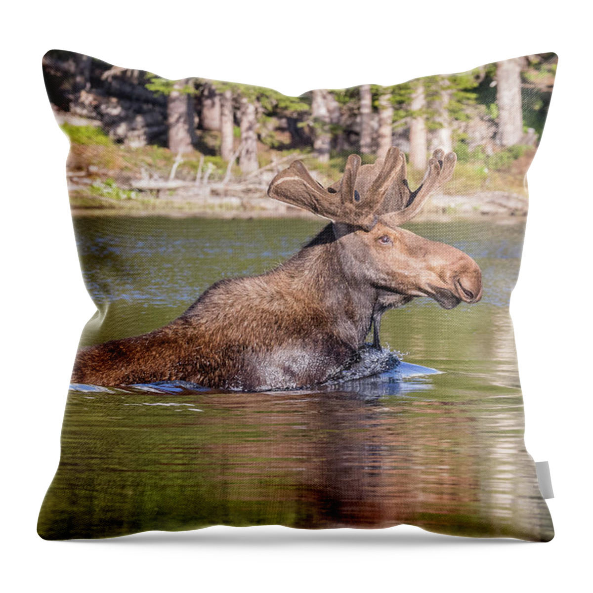 Moose Throw Pillow featuring the photograph Bull Moose Goes for a Swim by Tony Hake