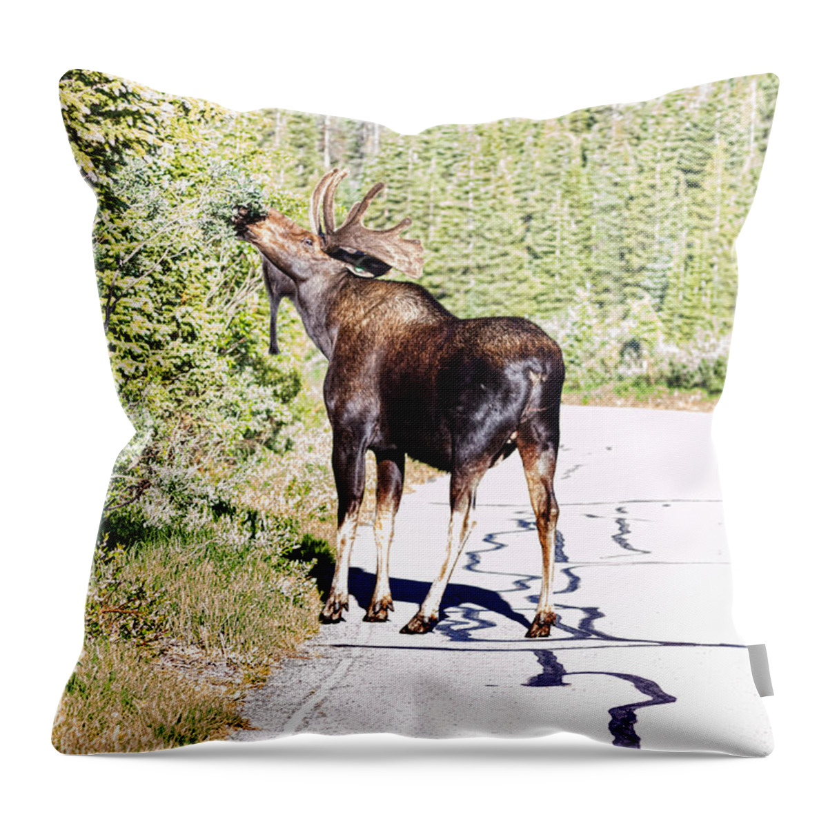 Moose Throw Pillow featuring the photograph Bull Moose Munching in The Road by James BO Insogna