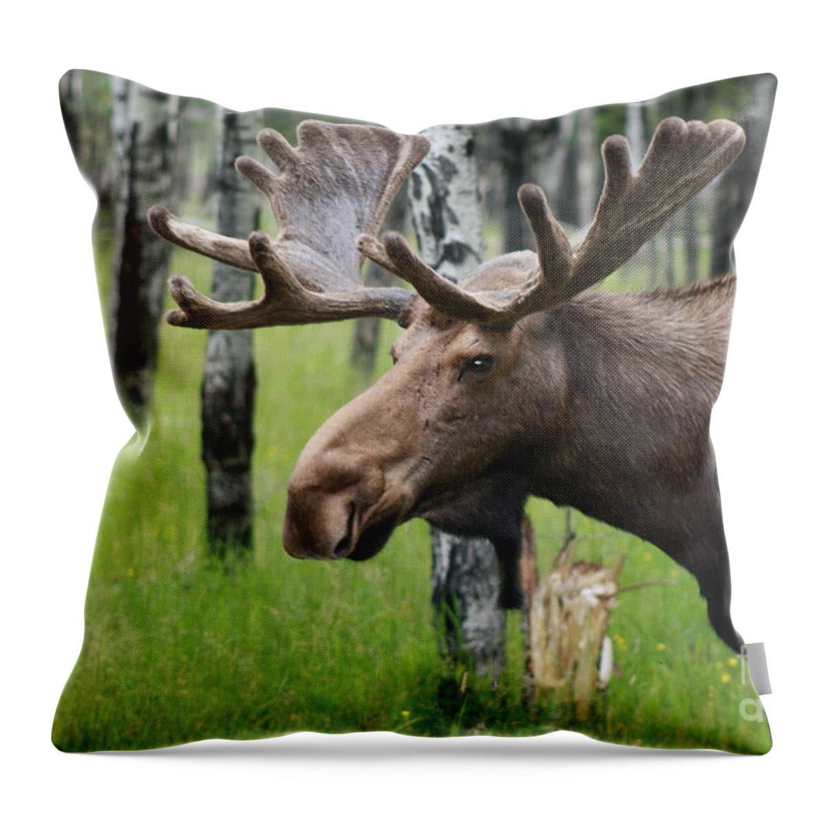 Big Throw Pillow featuring the photograph Bull Moose Portrait by Cathy Beharriell