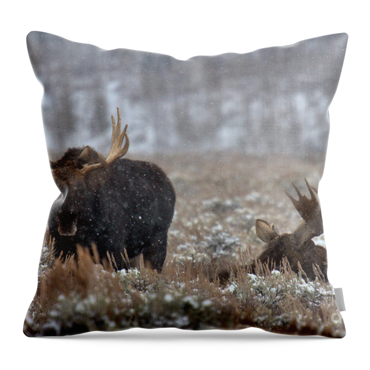  Throw Pillow featuring the photograph Bull Moose Winter Wandering by Adam Jewell