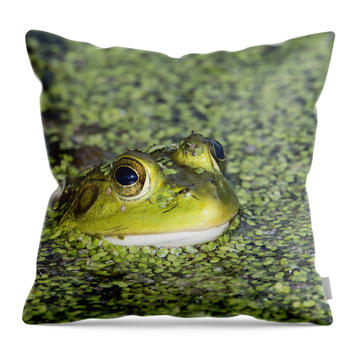 Magnolia Gardens Throw Pillow featuring the photograph Bullfrog by Jim Miller